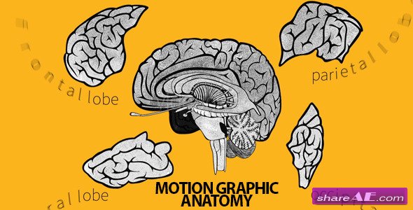 Videohive Brain Basic Anatomy - After Effects Project